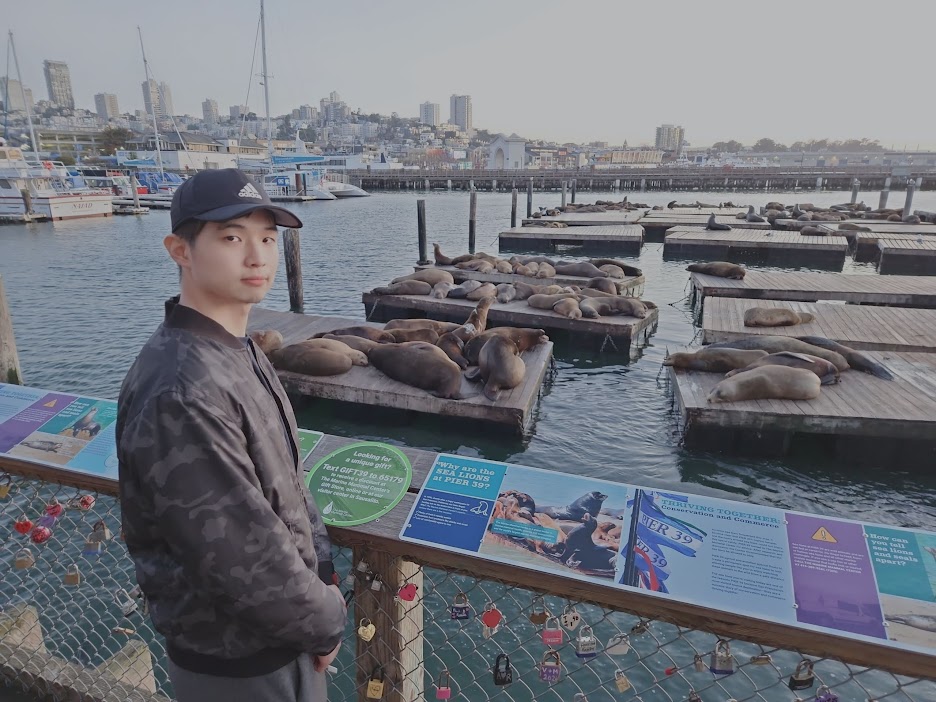 Sea lions